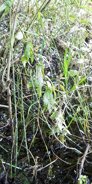Equisetum x geissertii \ Geisserts Schachtelhalm / Geissert's Horsetail, D Au am Rhein 30.6.2013