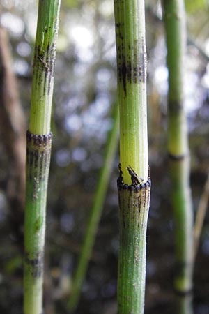 Equisetum x geissertii \ Geisserts Schachtelhalm / Geissert's Horsetail, D Au am Rhein 30.6.2013