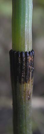 Equisetum x geissertii \ Geisserts Schachtelhalm / Geissert's Horsetail, D Au am Rhein 30.6.2013