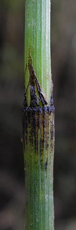 Equisetum x geissertii \ Geisserts Schachtelhalm / Geissert's Horsetail, D Au am Rhein 30.6.2013