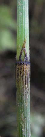 Equisetum x geissertii \ Geisserts Schachtelhalm / Geissert's Horsetail, D Au am Rhein 30.6.2013