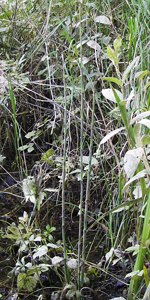 Equisetum x geissertii \ Geisserts Schachtelhalm / Geissert's Horsetail, D Au am Rhein 30.6.2013