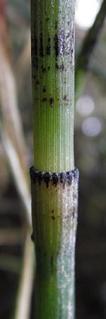 Equisetum x geissertii \ Geisserts Schachtelhalm / Geissert's Horsetail, D Au am Rhein 30.6.2013
