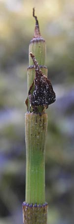 Equisetum x geissertii \ Geisserts Schachtelhalm / Geissert's Horsetail, D Au am Rhein 30.6.2013