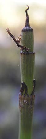 Equisetum x geissertii \ Geisserts Schachtelhalm / Geissert's Horsetail, D Au am Rhein 30.6.2013