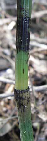 Equisetum x geissertii \ Geisserts Schachtelhalm / Geissert's Horsetail, D Au am Rhein 30.6.2013