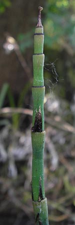 Equisetum x geissertii \ Geisserts Schachtelhalm / Geissert's Horsetail, D Au am Rhein 30.6.2013