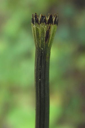 Equisetum x geissertii \ Geisserts Schachtelhalm / Geissert's Horsetail, D Au am Rhein 27.8.2013