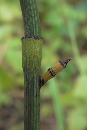Equisetum x geissertii \ Geisserts Schachtelhalm / Geissert's Horsetail, D Au am Rhein 27.8.2013