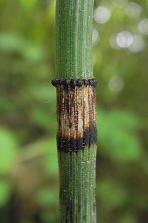 Equisetum x geissertii \ Geisserts Schachtelhalm / Geissert's Horsetail, D Au am Rhein 27.8.2013