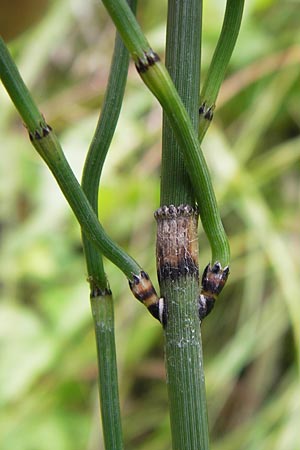 Equisetum x geissertii \ Geisserts Schachtelhalm / Geissert's Horsetail, D Au am Rhein 27.8.2013