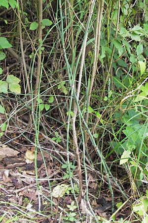 Equisetum x geissertii \ Geisserts Schachtelhalm / Geissert's Horsetail, D Au am Rhein 27.8.2013