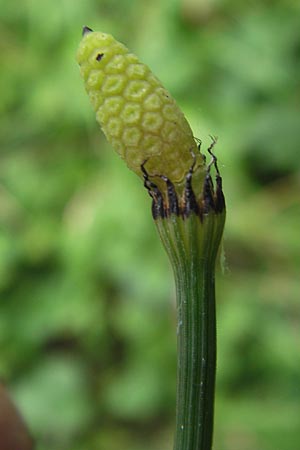 Equisetum x geissertii \ Geisserts Schachtelhalm / Geissert's Horsetail, D Au am Rhein 27.8.2013