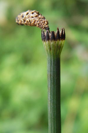 Equisetum x geissertii \ Geisserts Schachtelhalm / Geissert's Horsetail, D Au am Rhein 27.8.2013