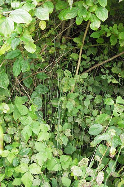 Equisetum x geissertii \ Geisserts Schachtelhalm / Geissert's Horsetail, D Au am Rhein 27.8.2013
