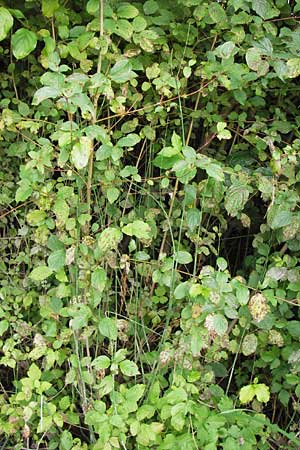 Equisetum x geissertii \ Geisserts Schachtelhalm / Geissert's Horsetail, D Au am Rhein 27.8.2013