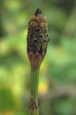 Equisetum x geissertii \ Geisserts Schachtelhalm / Geissert's Horsetail, D Au am Rhein 27.8.2013