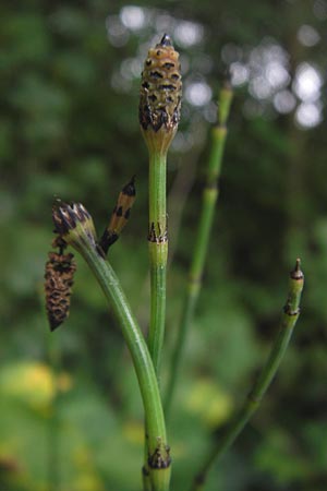 Equisetum x geissertii \ Geisserts Schachtelhalm / Geissert's Horsetail, D Au am Rhein 27.8.2013