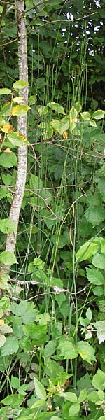 Equisetum x geissertii \ Geisserts Schachtelhalm / Geissert's Horsetail, D Au am Rhein 27.8.2013