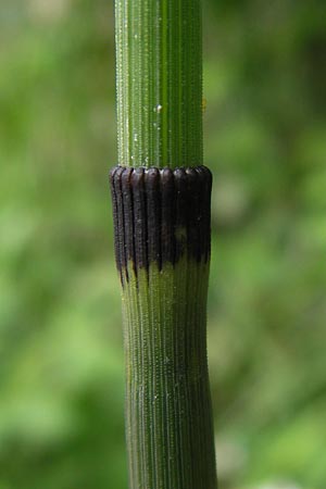 Equisetum x geissertii \ Geisserts Schachtelhalm / Geissert's Horsetail, D Au am Rhein 27.8.2013