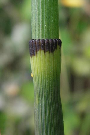 Equisetum x geissertii \ Geisserts Schachtelhalm / Geissert's Horsetail, D Au am Rhein 27.8.2013