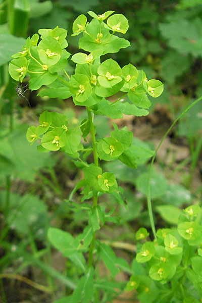 Euphorbia amygdaloides \ Mandelblttrige Wolfsmilch / Mediterranean Spurge, D Groß-Gerau 20.6.2009