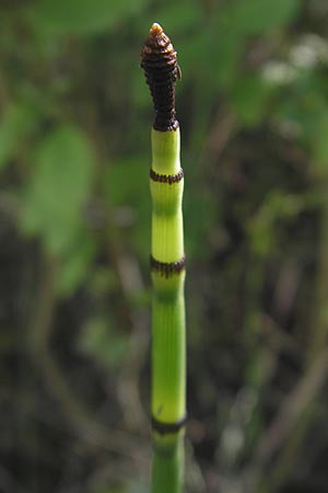 Equisetum x alsaticum \ Els&auml;sser Schachtelhalm / Alsatian Horsetail, D Karlsruhe 23.7.2011