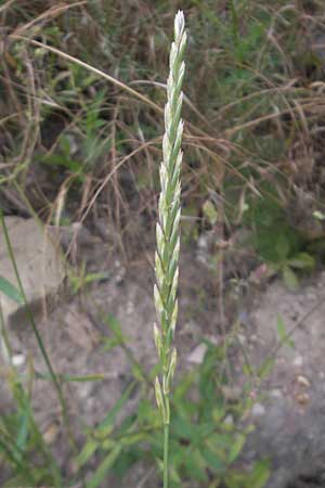 Elymus repens \ Kriechende Quecke / Couch Grass, D Mannheim 25.6.2012