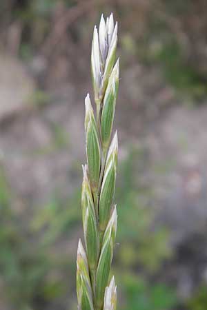 Elymus repens \ Kriechende Quecke / Couch Grass, D Mannheim 25.6.2012