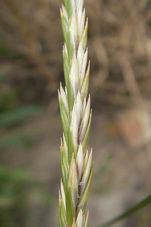 Elymus repens \ Kriechende Quecke / Couch Grass, D Mannheim 25.6.2012