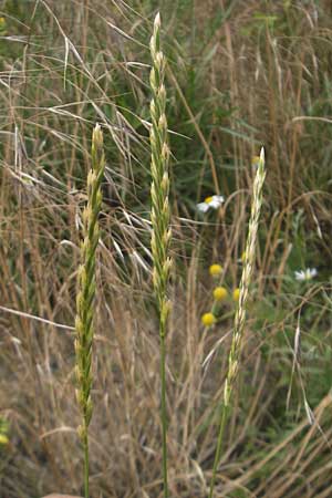Elymus repens \ Kriechende Quecke / Couch Grass, D Mannheim 25.6.2012