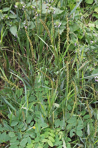 Elymus repens \ Kriechende Quecke / Couch Grass, D Ludwigshafen 2.7.2012
