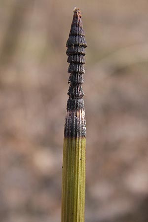 Equisetum hyemale \ Winter-Schachtelhalm / Rough Horsetail, Dutch Rush, D Ketsch 5.3.2013