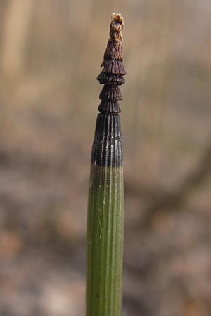 Equisetum hyemale \ Winter-Schachtelhalm / Rough Horsetail, Dutch Rush, D Ketsch 5.3.2013