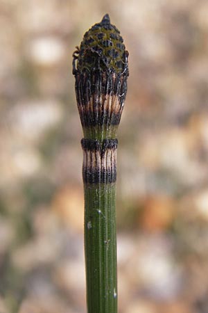 Equisetum hyemale \ Winter-Schachtelhalm / Rough Horsetail, Dutch Rush, D Ketsch 5.3.2013