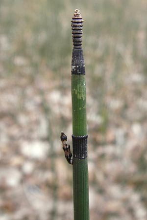 Equisetum hyemale \ Winter-Schachtelhalm / Rough Horsetail, Dutch Rush, D Ketsch 5.3.2013