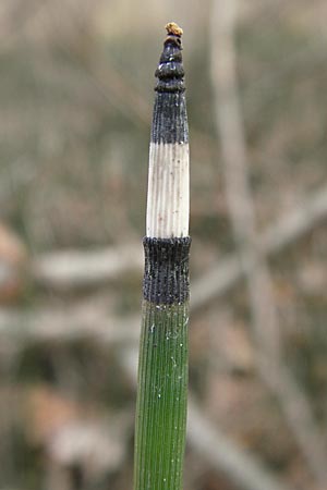 Equisetum hyemale \ Winter-Schachtelhalm / Rough Horsetail, Dutch Rush, D Ketsch 5.3.2013