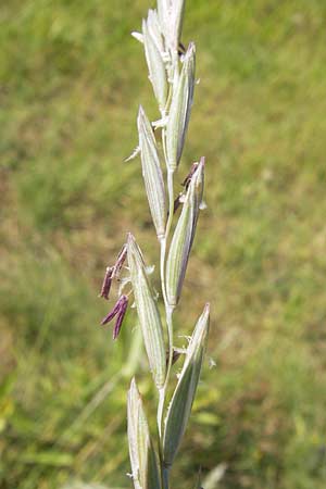 Elymus campestris x repens <b>?</b>, Couch Grass Elymus campestris x repens <b>?</b>, Couch Grass