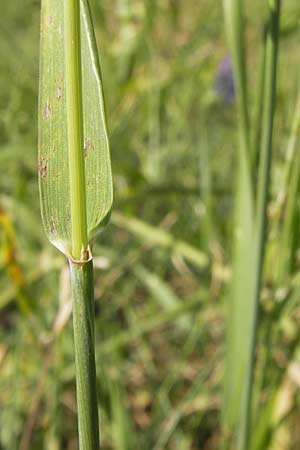 Elymus campestris x repens ? \ Kriechende Quecke / Couch Grass, D Mannheim 1.7.2013
