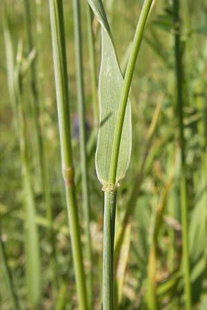 Elymus campestris x repens ? \ Kriechende Quecke / Couch Grass, D Mannheim 1.7.2013