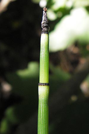 Equisetum hyemale \ Winter-Schachtelhalm / Rough Horsetail, Dutch Rush, D Ketsch 19.7.2013