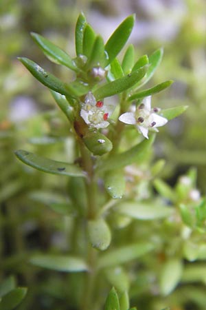 Crassula helmsii \ Nadelkraut, Helms Dickblatt / Swamp Stonecrop, New Zealand Pygmyweed, D Wetter 7.9.2013