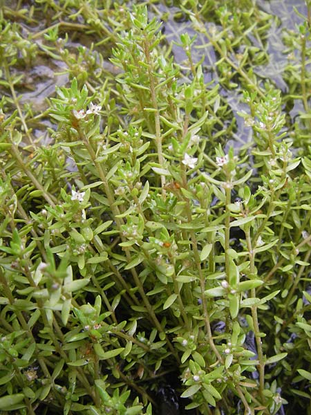 Crassula helmsii \ Nadelkraut, Helms Dickblatt / Swamp Stonecrop, New Zealand Pygmyweed, D Wetter 7.9.2013