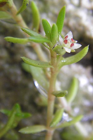 Crassula helmsii \ Nadelkraut, Helms Dickblatt / Swamp Stonecrop, New Zealand Pygmyweed, D Wetter 7.9.2013