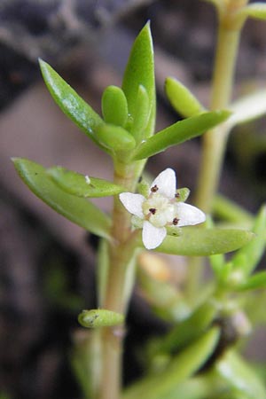 Crassula helmsii \ Nadelkraut, Helms Dickblatt / Swamp Stonecrop, New Zealand Pygmyweed, D Wetter 7.9.2013