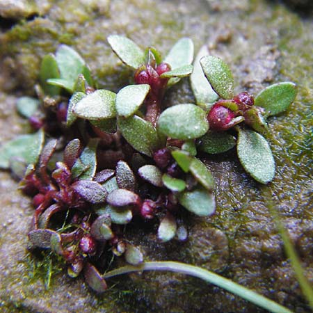 Elatine hydropiper \ Wasserpfeffer-Tnnel / Eight-Stamen Waterwort, D Schwarzenborn 1.6.2014