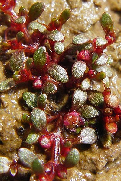 Elatine hydropiper \ Wasserpfeffer-Tnnel / Eight-Stamen Waterwort, D Schwarzenborn 1.6.2014