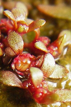Elatine hydropiper \ Wasserpfeffer-Tnnel / Eight-Stamen Waterwort, D Schwarzenborn 1.6.2014