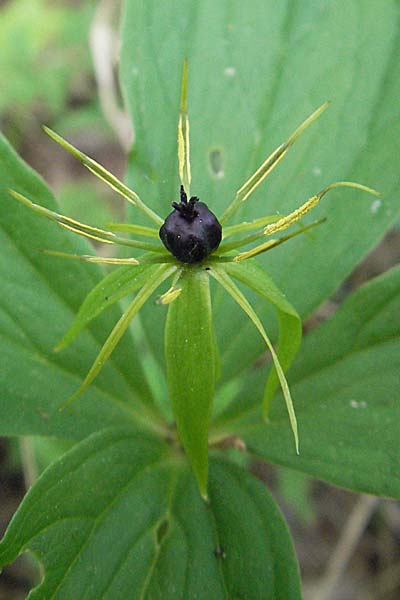 Paris quadrifolia, Einbeere Paris quadrifolia, Einbeere