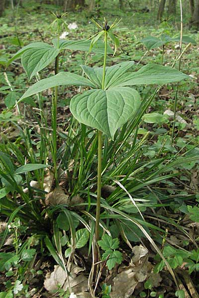 Paris quadrifolia, Herb Paris Paris quadrifolia, Herb Paris